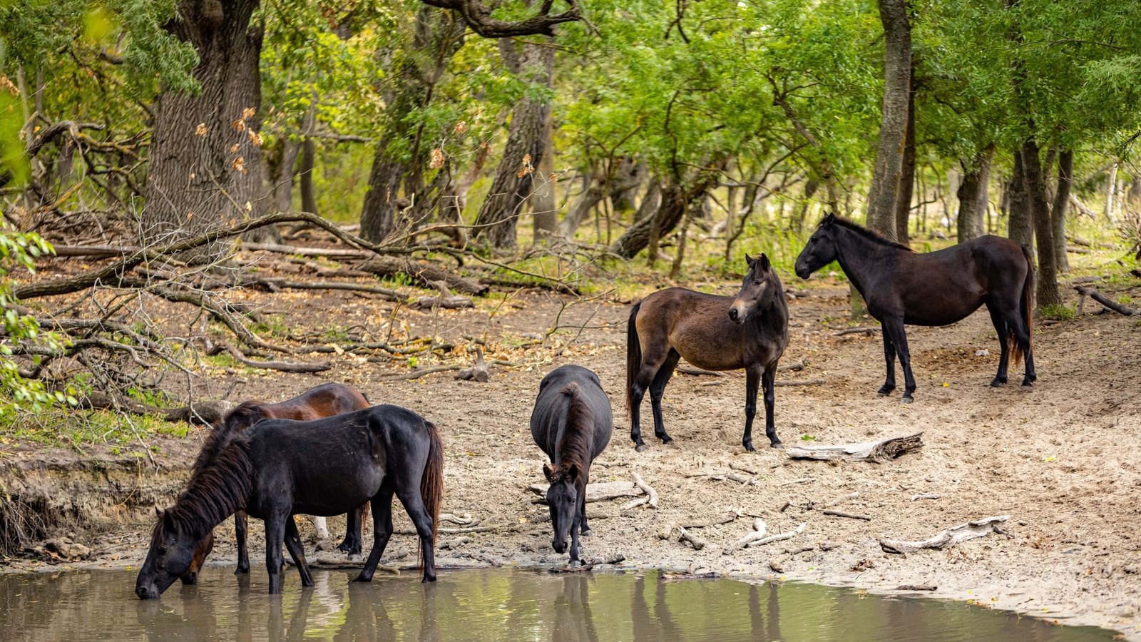 O familie de cai care poate fi vazuta in excursii delta dunarii