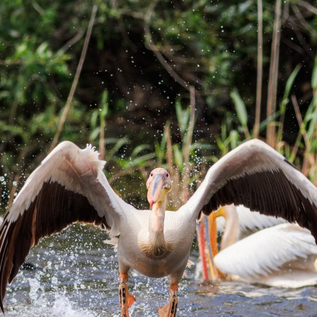 pelicanii care pot fi vazuti in excursii delta dunarii