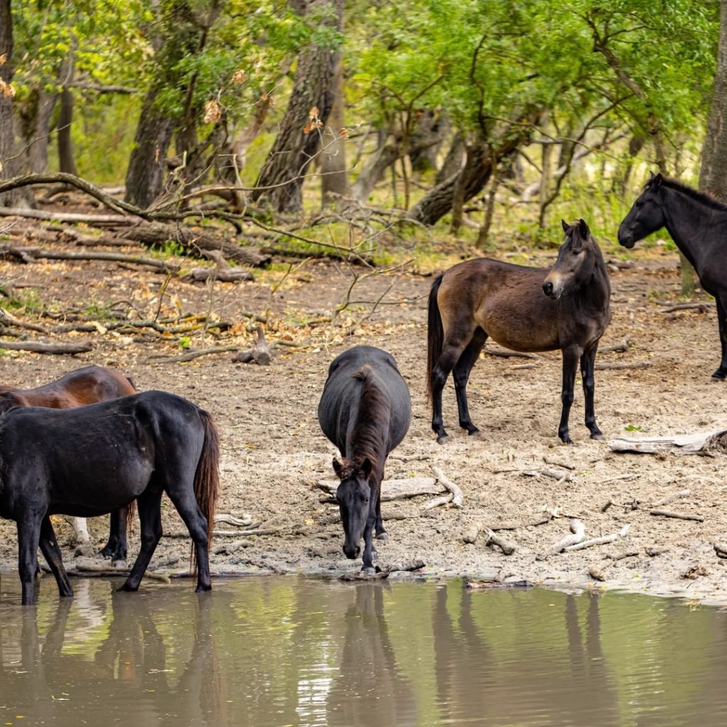 Excursie in Delta Dunarii unde au fost vazut caii salbatici din Padurea Letea