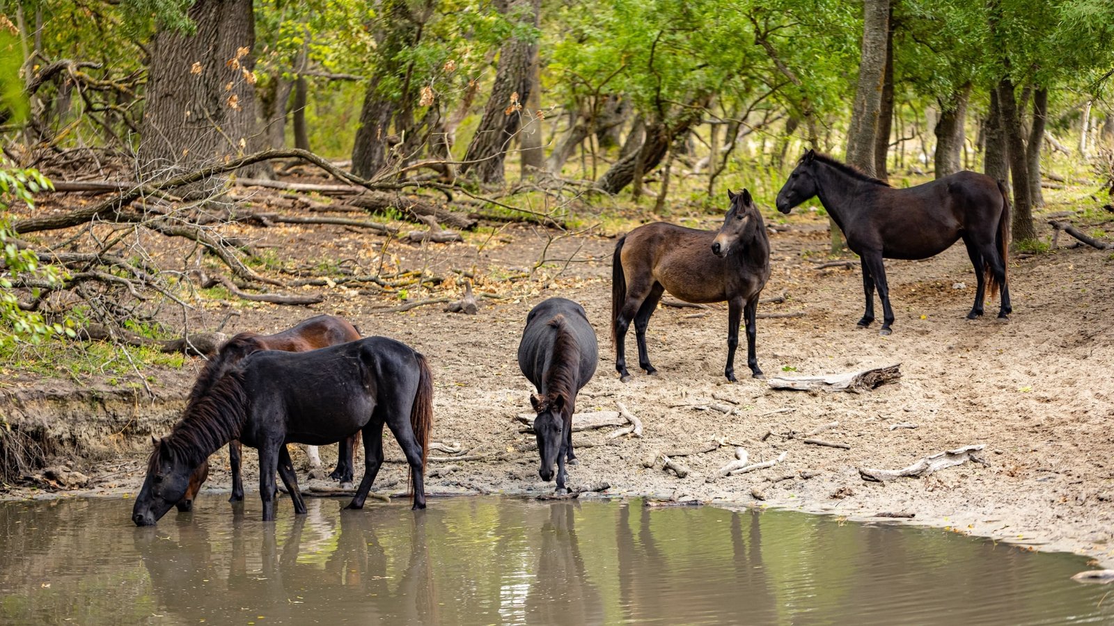 Excursie in Delta Dunarii unde au fost vazut caii salbatici din Padurea Letea