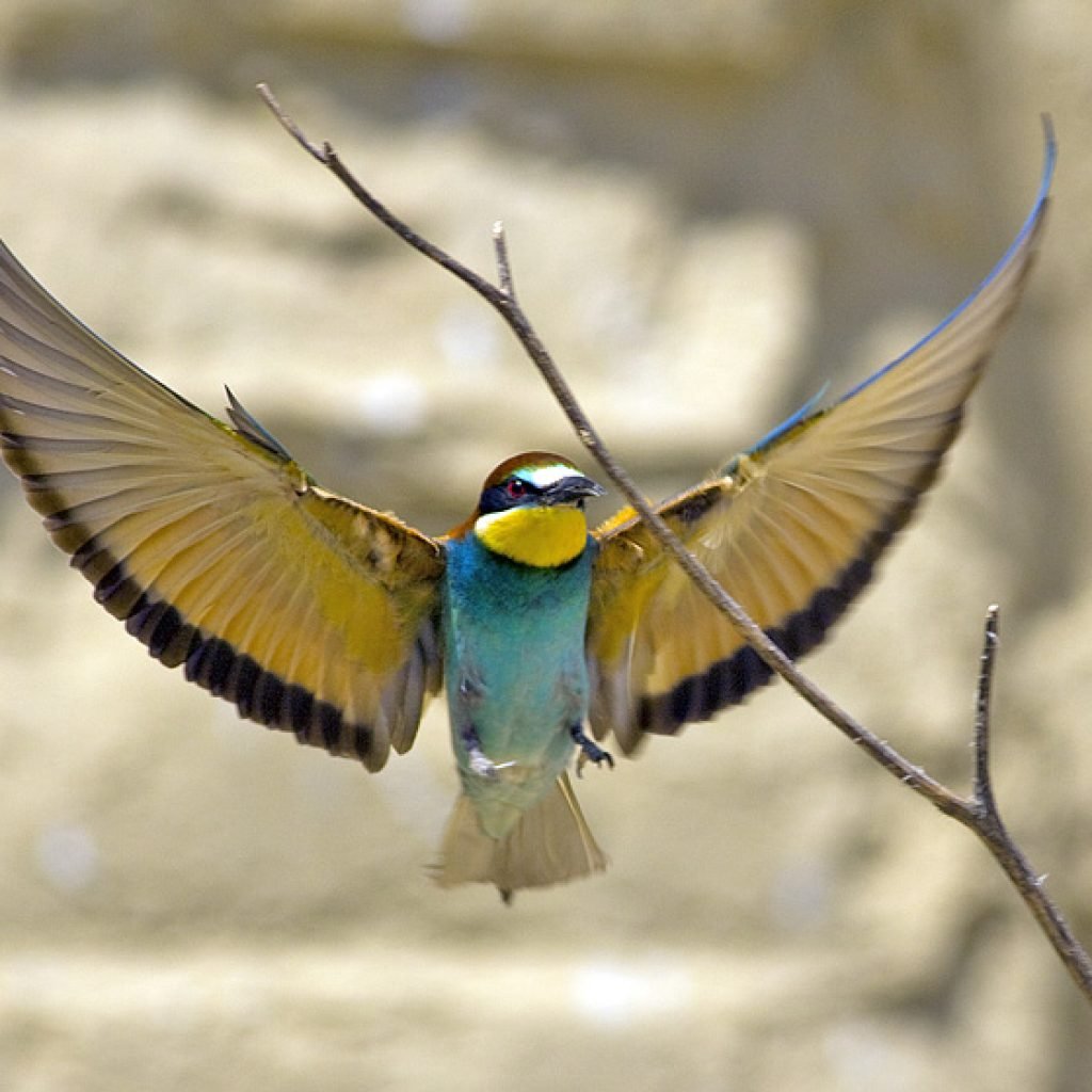 Pasare colorata in Delta Dunarii