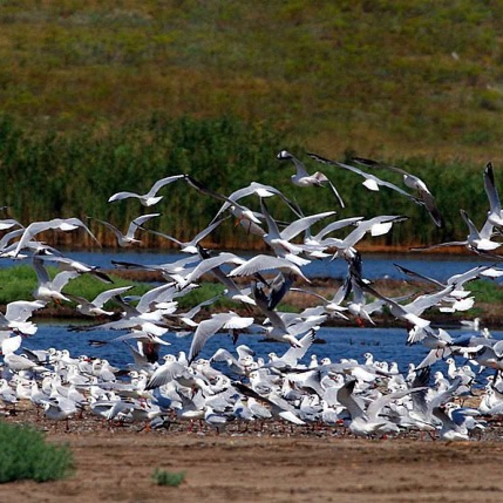 Un grup de pasari observat in mijlocul Deltei Dunarii