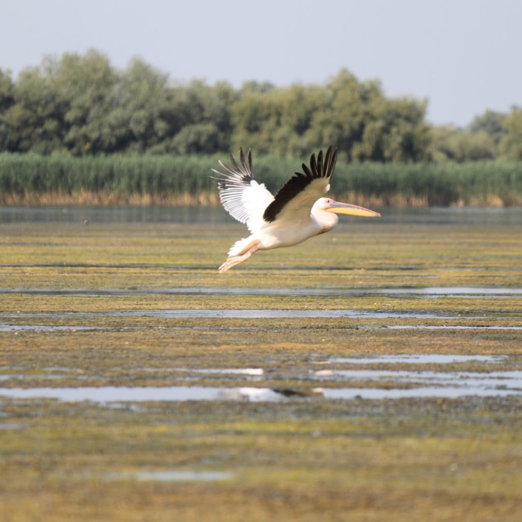 Un pelican fotgrafiat in timpul unei excursii in Delta Dunarii