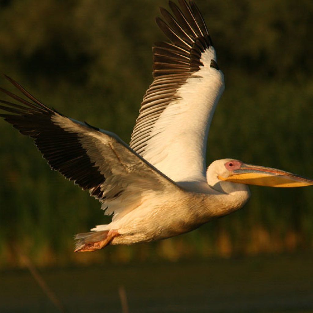 Un pelican surprins in zbr in timpul excursiei noastre in Delta Dunarii