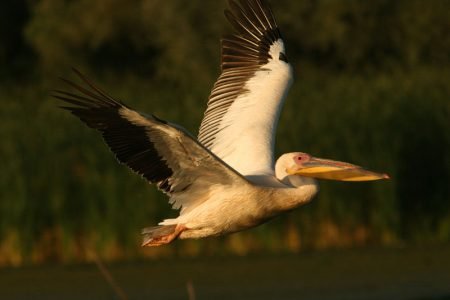 Un pelican surprins in zbr in timpul excursiei noastre in Delta Dunarii