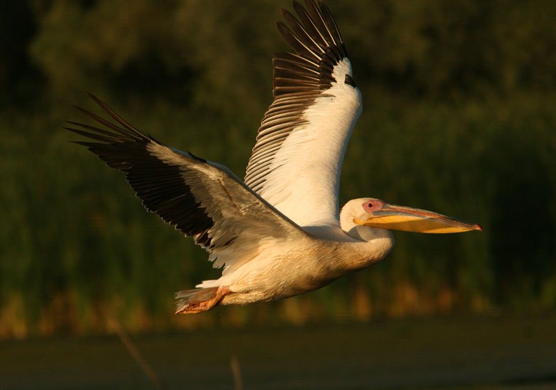 Un pelican surprins in zbr in timpul excursiei noastre in Delta Dunarii