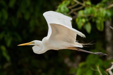 Pasari Delta Dunarii