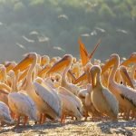 familia de pelicani din excursii delta dunarii