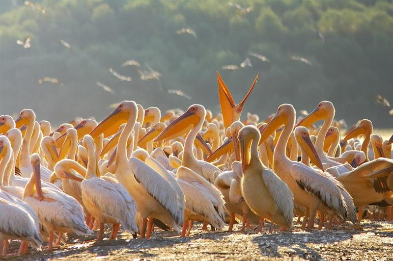 familia de pelicani din excursii delta dunarii