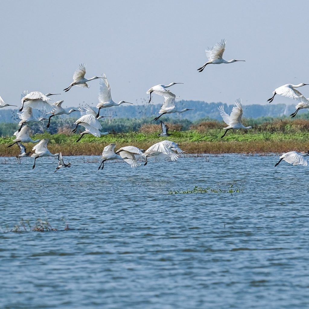 multe pasari vazute in excursii in delta dunarii