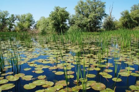 10 Motive Pentru Care Merită Să Conservăm Delta Dunării